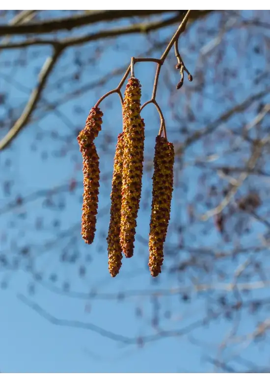 Schwarz-Erle | Alnus glutinosa