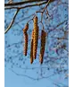 Schwarz-Erle | Alnus glutinosa