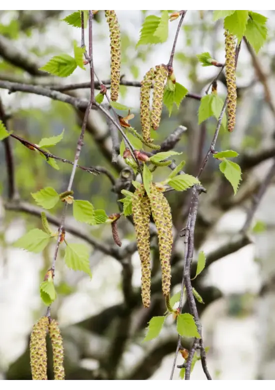 Sandbirke - Weißbirke | Betula pendula
