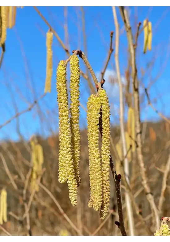 Baumhasel | Corylus colurna