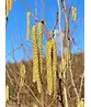 Baumhasel | Corylus colurna