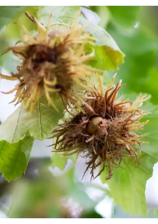 Baumhasel | Corylus colurna