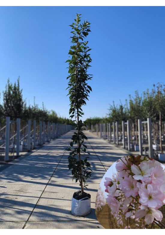 Japanische Säulenkirsche 'Amanogawa' | Prunus serrulata 'Amanogawa' Japanische Säulenkirsche 'Amanogawa' | Prunus serrulata 'Amanogawa'