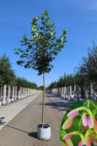 Berg-Ahorn 'Bruchem' | Acer pseudoplatanus 'Bruchem'