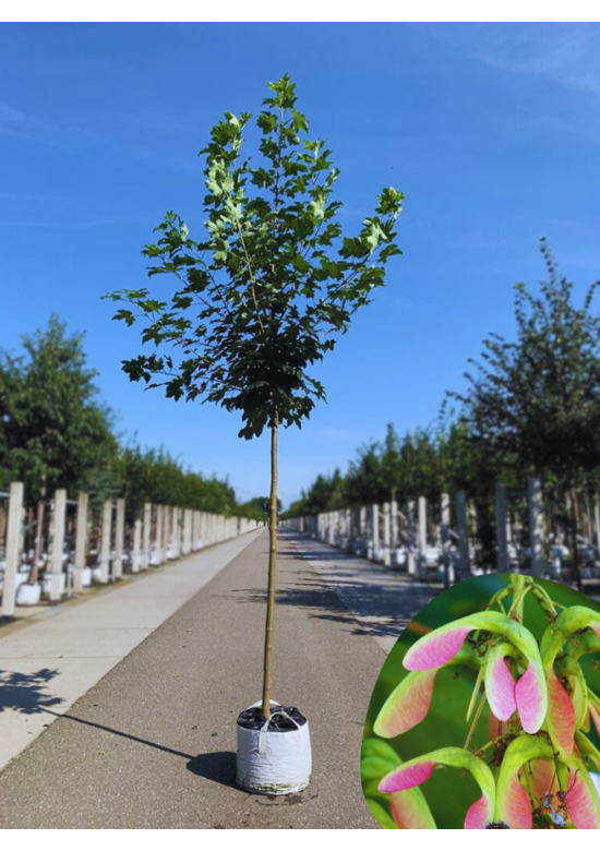Berg-Ahorn 'Bruchem' | Acer pseudoplatanus 'Bruchem'