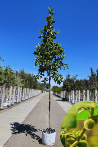Ahornblättrige Platane | Platanus hispanica