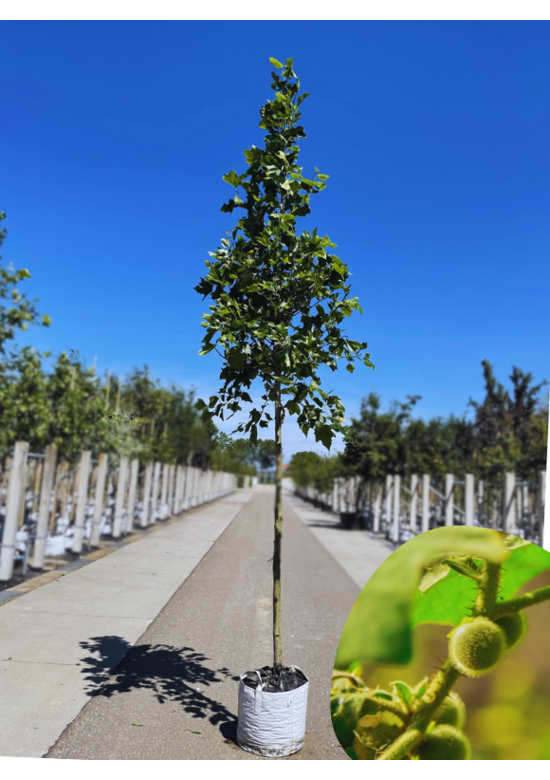 Ahornblättrige Platane | Platanus hispanica