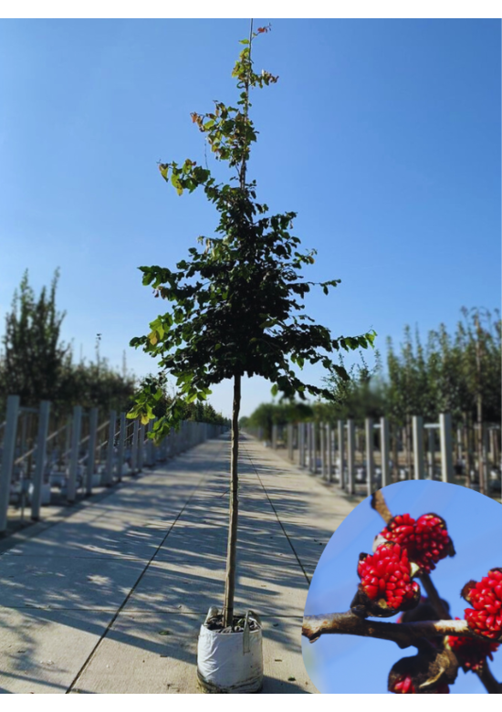 Eisenholzbaum 'Vanessa' | Parrotia persica 'Vanessa'