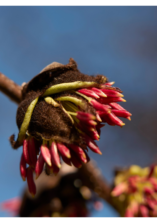 Eisenholzbaum 'Vanessa' | Parrotia persica 'Vanessa'
