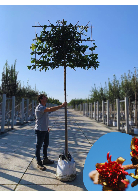 Eisenholzbaum 'Vanessa' - Spalierbaum | Parrotia persica 'Vanessa'