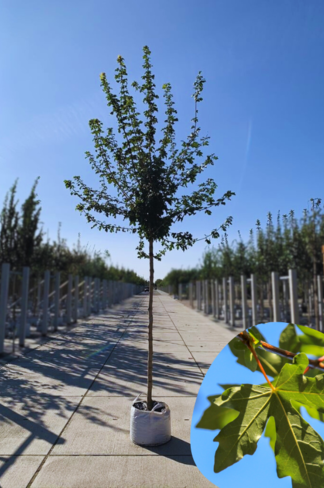 Feld-Ahorn 'Elegant' | Acer campestre 'Elegant' Feld-Ahorn 'Elegant' | Acer campestre 'Elegant'