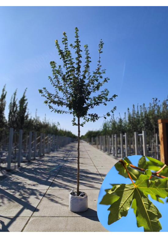 Feld-Ahorn 'Elegant' | Acer campestre 'Elegant'