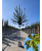 Venovi GmbH Feld-Ahorn 'Elegant' | Acer campestre 'Elegant'