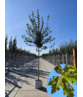 Feld-Ahorn 'Elegant' | Acer campestre 'Elegant' Feld-Ahorn 'Elegant' | Acer campestre 'Elegant'