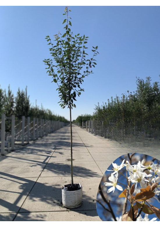 Schnee Felsenbirne 'Robin Hill' | Amelanchier arborea 'Robin Hill'