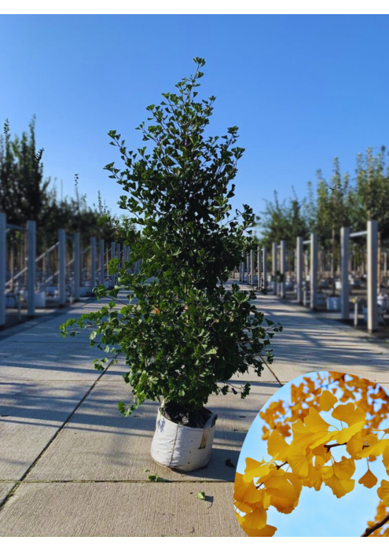 Ginkgobaum - Säulen-Fächerblattbaum 'Fastigiata Blagon' | Ginkgo biloba 'Fastigiata Blagon'