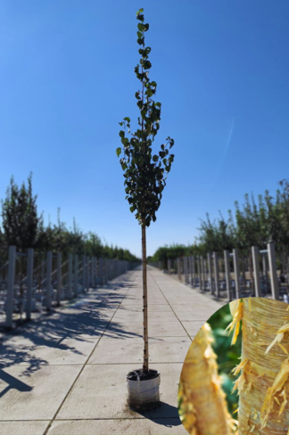 Gold-Birke | Betula ermanii