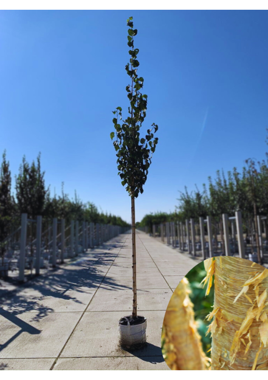 Gold-Birke | Betula ermanii