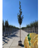 Gold-Birke | Betula ermanii Gold-Birke | Betula ermanii