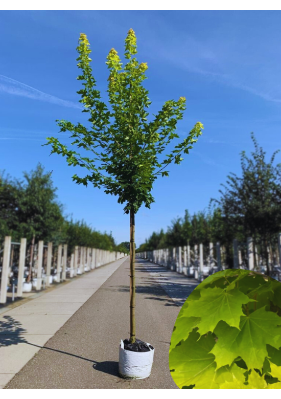 Goldahorn 'Princeton Gold' | Acer platanoides 'Princeton Gold'