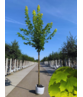 Goldahorn 'Princeton Gold' | Acer platanoides 'Princeton Gold'