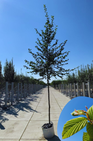 Hainbuche Baum | Carpinus betulus