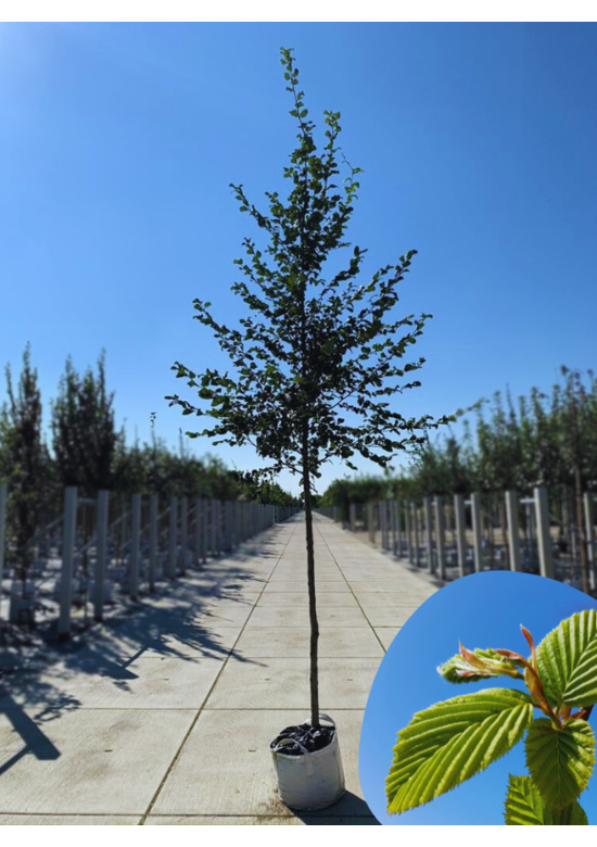 Hainbuche hochstamm | Carpinus betulus