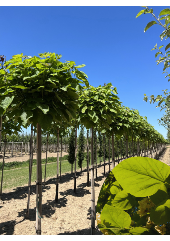 Kugel-Trompetenbaum Catalpa Nana