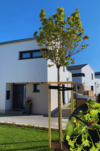 Kugelahorn 'Globosum' | Acer platanoides 'Globosum'