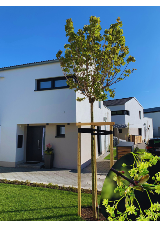 Kugelahorn 'Globosum' | Acer platanoides 'Globosum'