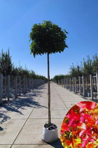 Kugelamberbaum 'Gumball' | Liquidambar styraciflua 'Gumball' Kugelamberbaum 'Gumball' | Liquidambar styraciflua 'Gumball'