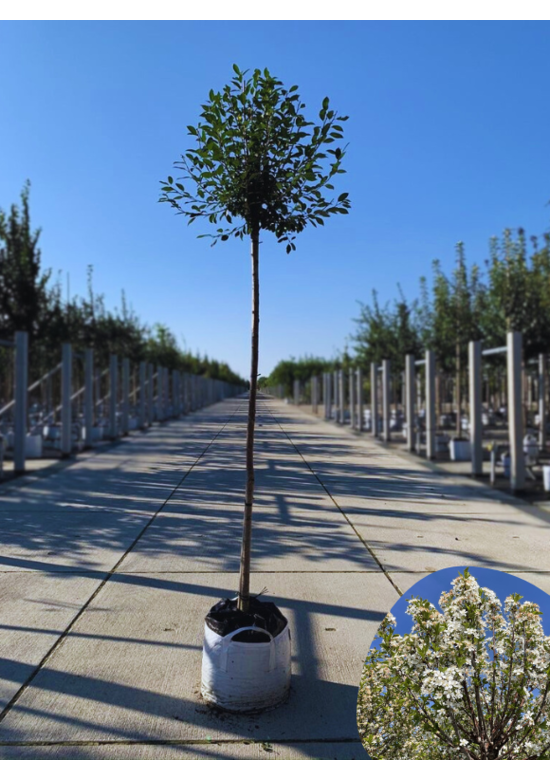 Kugelkirsche | Prunus eminens 'Umbraculifera'