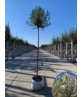 Kugelkirsche 'Umbraculifera' | Prunus eminens 'Umbraculifera' Kugelkirsche 'Umbraculifera' | Prunus eminens 'Umbraculifera'
