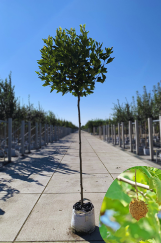 Kugelplatane | Platanus hispanica 'Alphens Globe'