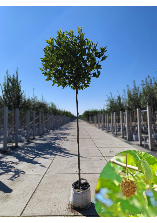 Kugelplatane | Platanus hispanica 'Alphens Globe'