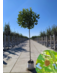Kugelplatane | Platanus hispanica 'Alphens Globe'