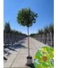 Kugelplatane 'Alphens Globe' | Platanus hispanica 'Alphens Globe'