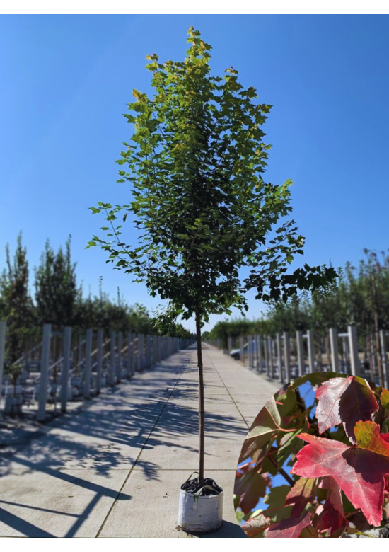 Rotahorn 'October Glory' | Acer rubrum 'October Glory'