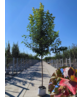 Rotahorn 'October Glory' | Acer rubrum 'October Glory'