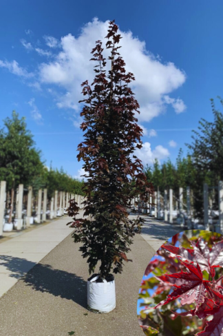 Säulen Blutahorn Stammbusch | Acer platanoides 'Crimson Sentry'