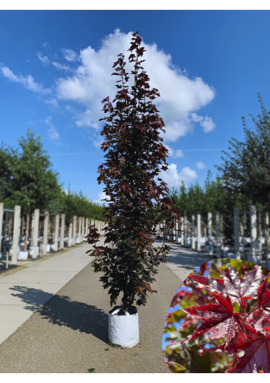 Säulen Blutahorn Stammbusch | Acer platanoides 'Crimson Sentry'