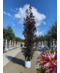 Venovi GmbH Säulen Blutahorn 'Crimson Sentry' | Acer platanoides 'Crimson Sentry'