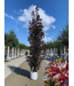 Säulen Blutahorn Stammbusch | Acer platanoides 'Crimson Sentry'