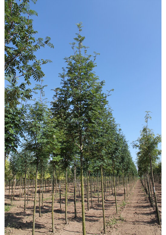 Säulen-Eberesche 'Sheerwater Seedling' | Sorbus aucuparia 'Sheerwater Seedling' Säulen-Eberesche 'Sheerwater Seedling' | Sorbus aucuparia 'Sheerwater Seedling'