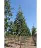 Säulen-Eberesche 'Sheerwater Seedling' | Sorbus aucuparia 'Sheerwater Seedling' Säulen-Eberesche 'Sheerwater Seedling' | Sorbus aucuparia 'Sheerwater Seedling'