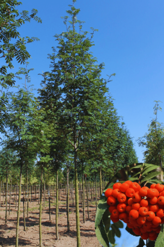 Säulen-Eberesche 'Sheerwater Seedling' | Sorbus aucuparia 'Sheerwater Seedling'