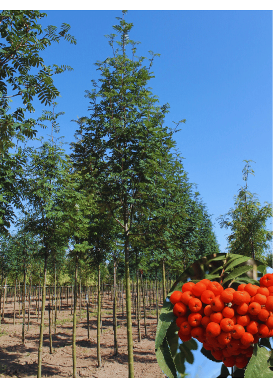 Säulen-Eberesche 'Sheerwater Seedling' | Sorbus aucuparia 'Sheerwater Seedling' Säulen-Eberesche 'Sheerwater Seedling' | Sorbus aucuparia 'Sheerwater Seedling'
