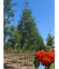 Säulen-Eberesche 'Sheerwater Seedling' | Sorbus aucuparia 'Sheerwater Seedling' Säulen-Eberesche 'Sheerwater Seedling' | Sorbus aucuparia 'Sheerwater Seedling'