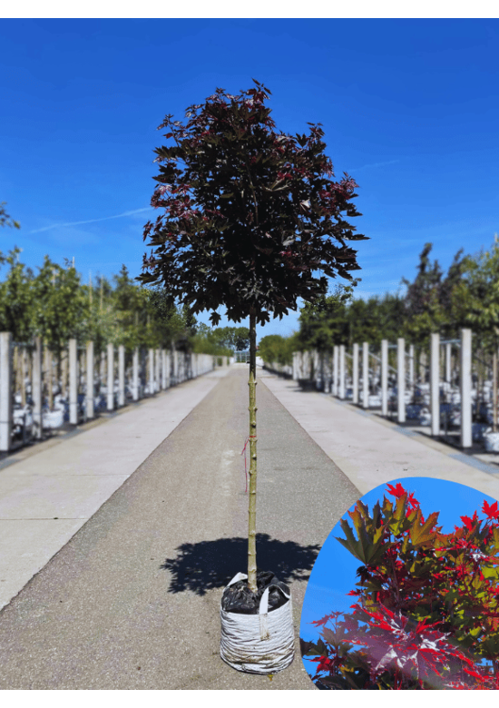 Roter Kugelahorn 'Crimson Sentry' | Acer platanoides 'Crimson Sentry'