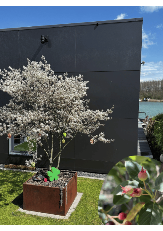 Kupfer-Felsenbirne mehrstämmig | Amelanchier lamarckii Kupfer-Felsenbirne mehrstämmig | Amelanchier lamarckii